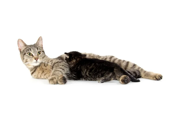 Feminino gato e gatinho tabby — Fotografia de Stock