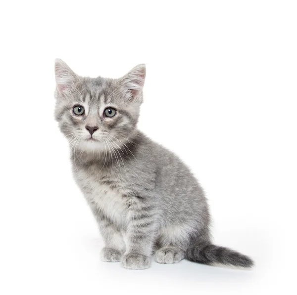 Carino gattino grigio tabby su bianco — Foto Stock