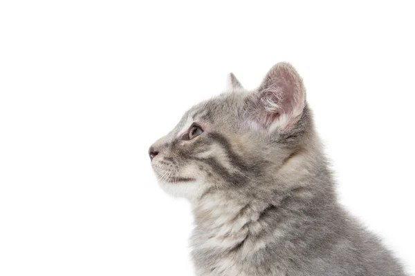 Beyaz üzerine şirin gri tabby yavru kedi — Stok fotoğraf