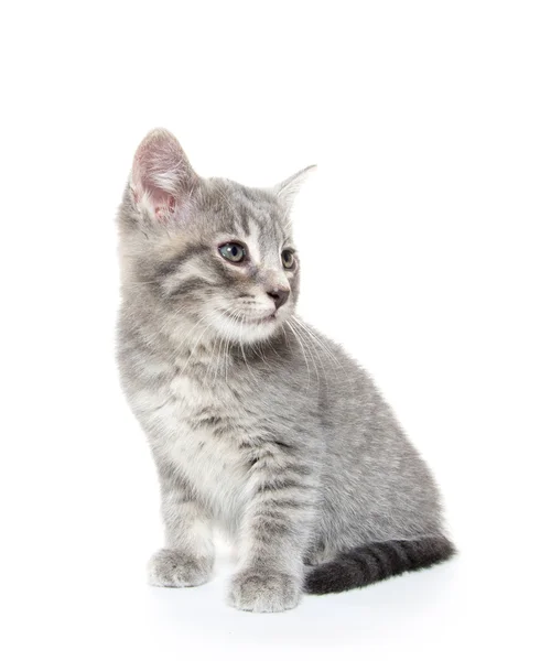 Roztomilý šedé tříbarevné kotě na bílém pozadí — Stock fotografie