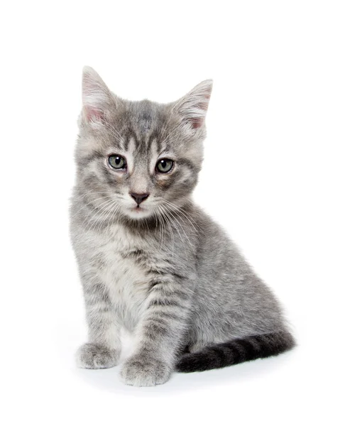 Beyaz üzerine şirin gri tabby yavru kedi — Stok fotoğraf