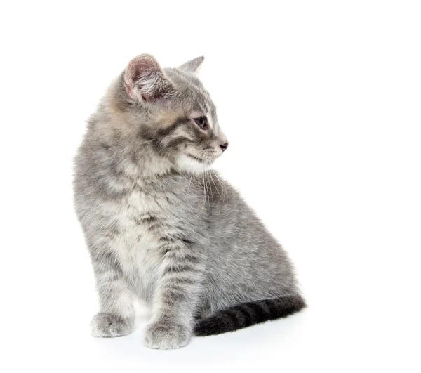 Mignon gris tabby chaton sur blanc — Photo