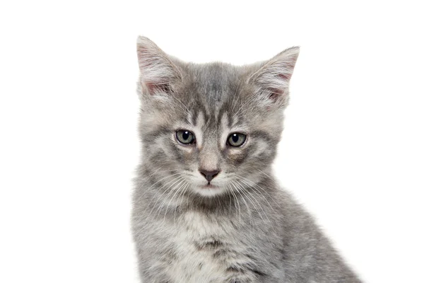Beyaz üzerine şirin gri tabby yavru kedi — Stok fotoğraf