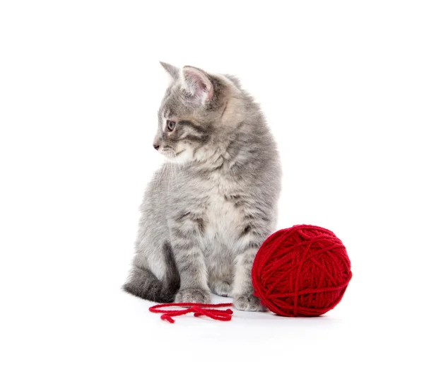 Cute gray tabby kitten with red yarn — Stock Photo, Image