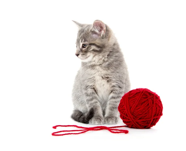 Cute gray tabby kitten with red yarn — Stock Photo, Image