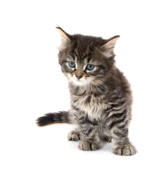 Lindo gatito tabby sobre fondo blanco — Foto de Stock