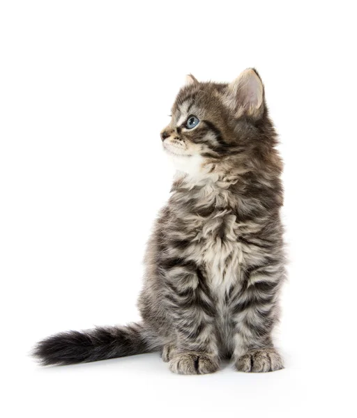 Bonito tabby gatinho no fundo branco — Fotografia de Stock