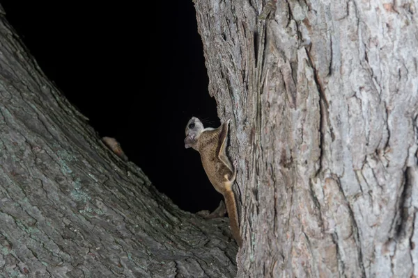 Σκίουρος fkying σε ένα δέντρο — Φωτογραφία Αρχείου