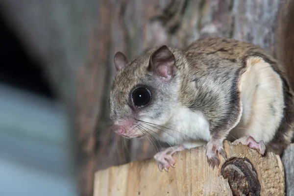 Ardilla voladora en un árbol — Foto de Stock