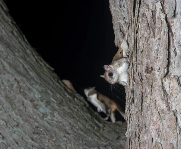 Écureuil volant sur un arbre — Photo