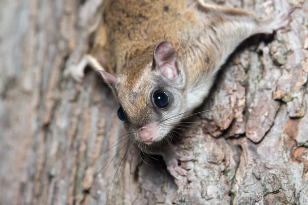 Fkying squirrel on a tree — Stock Photo, Image