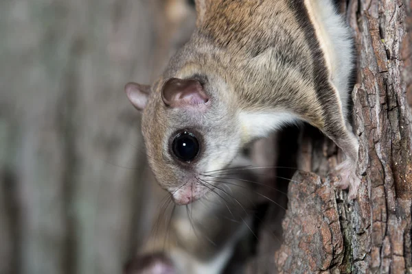 Ardilla voladora en un árbol — Foto de Stock