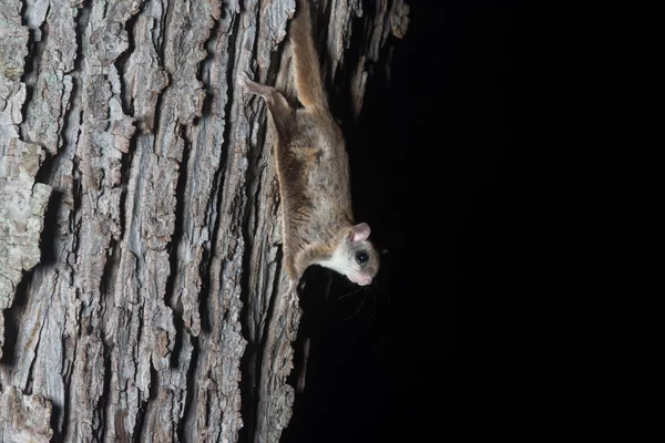 Fkying squirrel on a tree — Stock Photo, Image