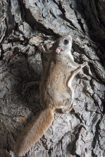 Fkying squirrel on a tree — Stock Photo, Image