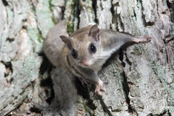 Fkying squirrel on a tree — Stock Photo, Image