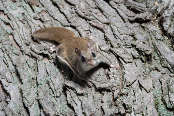 Fkying squirrel on a tree — Stock Photo, Image