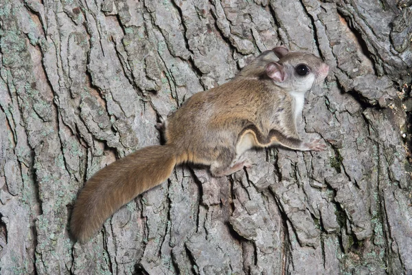 Fkying squirrel on a tree — Stock Photo, Image