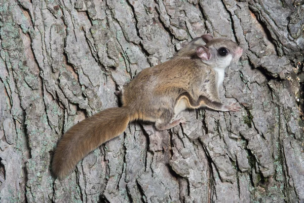 Ardilla voladora en un árbol — Foto de Stock