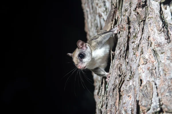 Ardilla voladora en un árbol — Foto de Stock