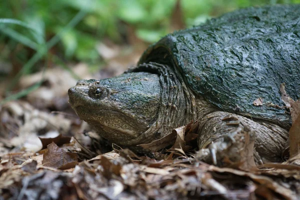 Tortue serpentine commune — Photo