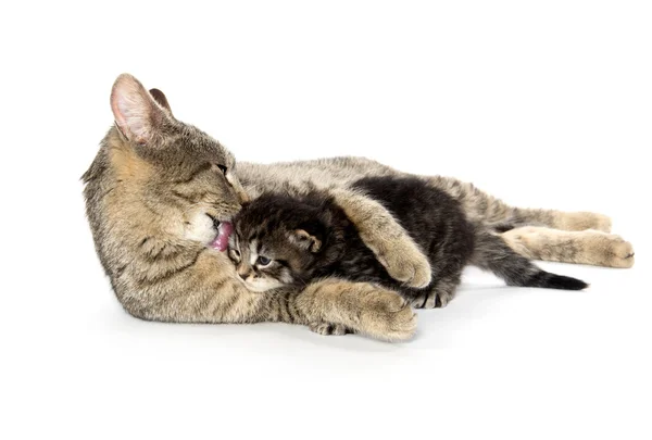 平織りのメス猫と子猫 — ストック写真