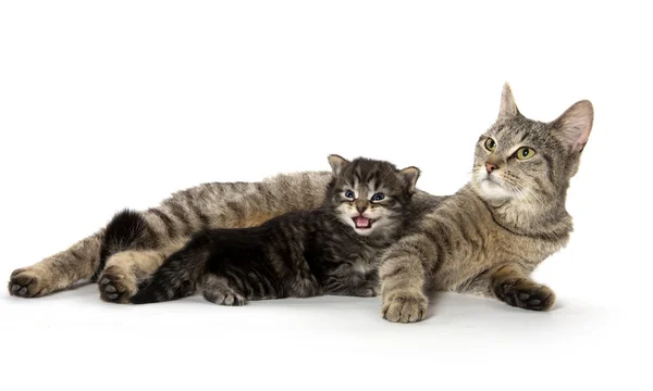 Vrouwelijke Cyperse kat en kitten — Stockfoto