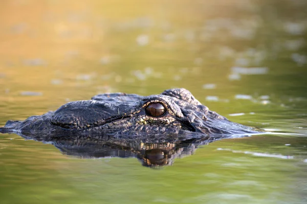 Un mare aligator american în apă — Fotografie, imagine de stoc