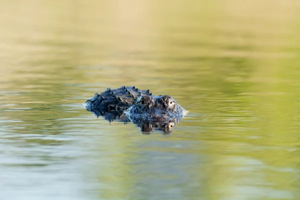 Grote Amerikaanse alligator in het water — Stockfoto