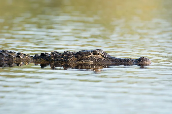 Grote Amerikaanse alligator in het water — Stockfoto