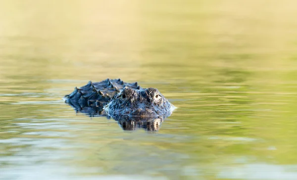 Velký americký aligátor ve vodě — Stock fotografie