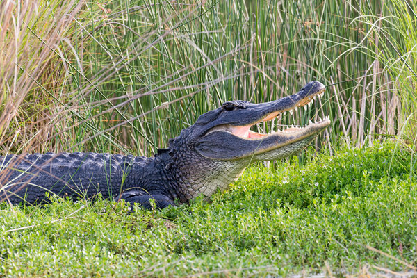 American alligator showing its teeth