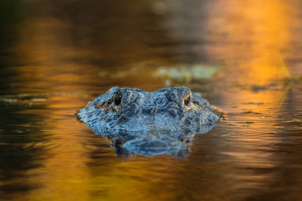 Grand alligator américain dans l'eau — Photo