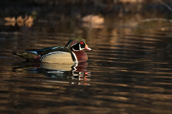 Manliga trä anka — Stockfoto