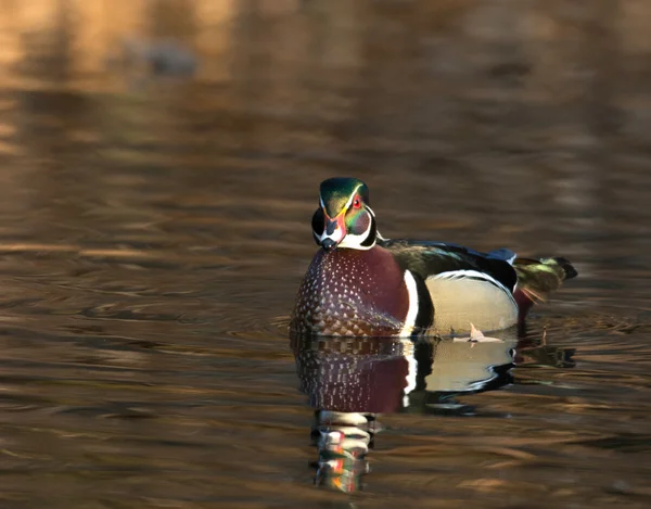 Canard en bois mâle — Photo