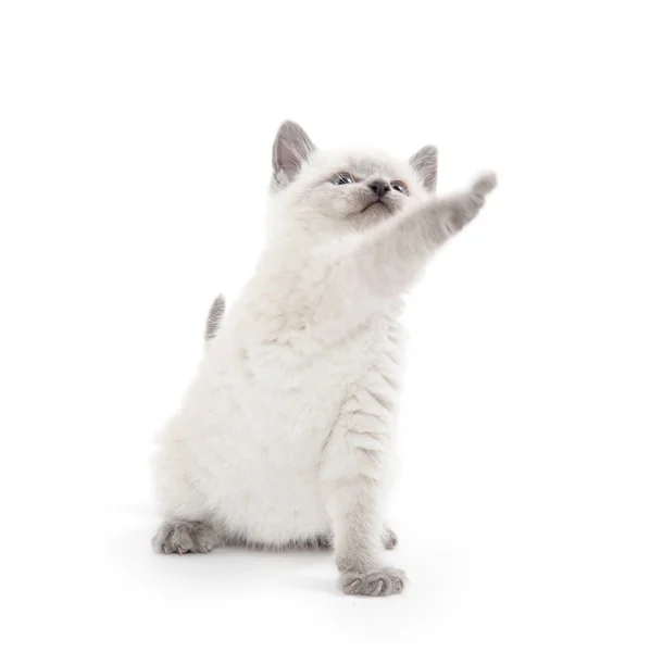 Lindo gatito jugando — Foto de Stock