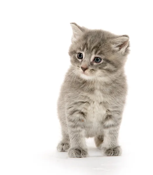 Gatinho bonito tabby — Fotografia de Stock