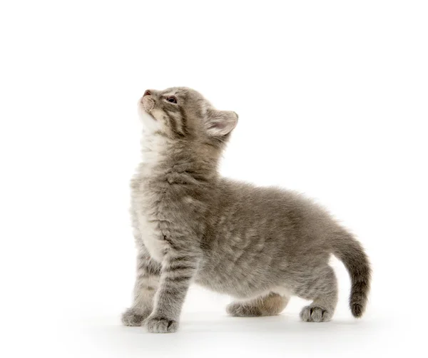 Carino gattino tabby — Foto Stock