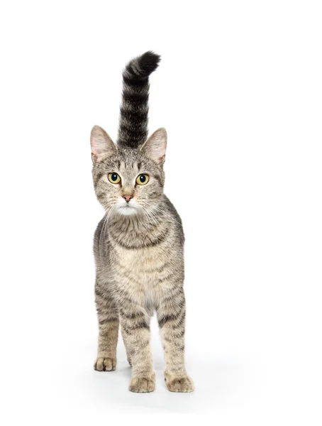 Dospělé mourovatá kočka na bílém pozadí — Stock fotografie