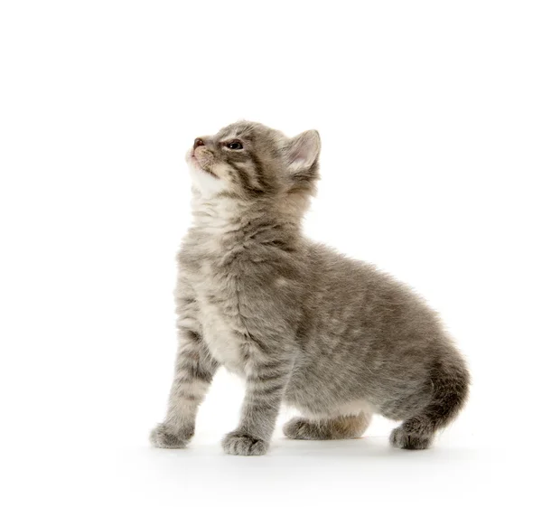 Leuk tabby katje — Stockfoto