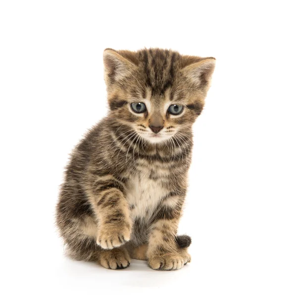 2 つの平織り子猫 — ストック写真