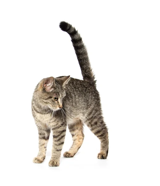 Adulto tabby gato en blanco —  Fotos de Stock
