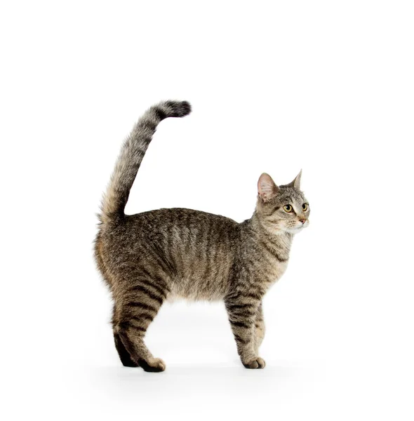 Adult tabby cat on white — Stock Photo, Image
