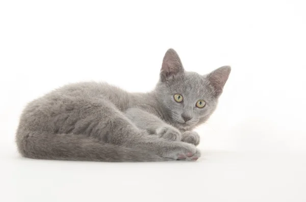 Lindo gatito gris en blanco —  Fotos de Stock