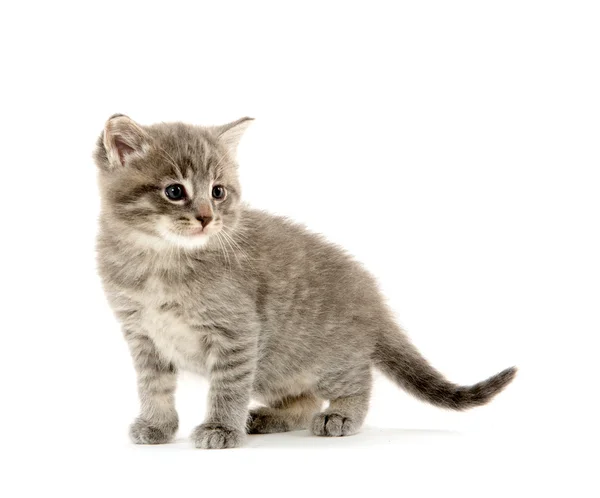 Cute tabby kitten Stock Picture