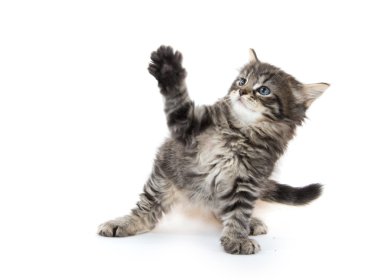 Beyaz arka planda sevimli tekir kedicik