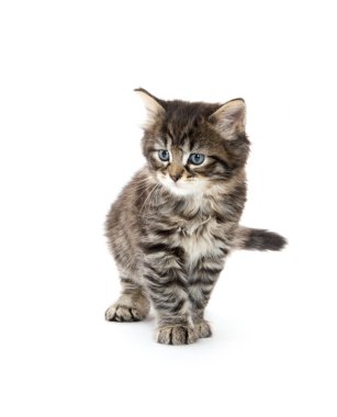 Beyaz oynayan sevimli tabby yavru kedi