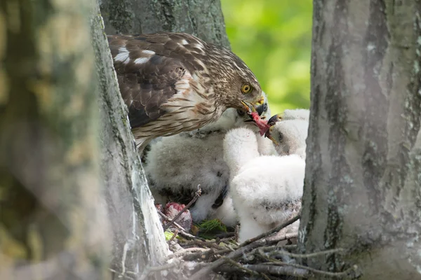 Cooper-s hawk krmení mláďat — Stock fotografie