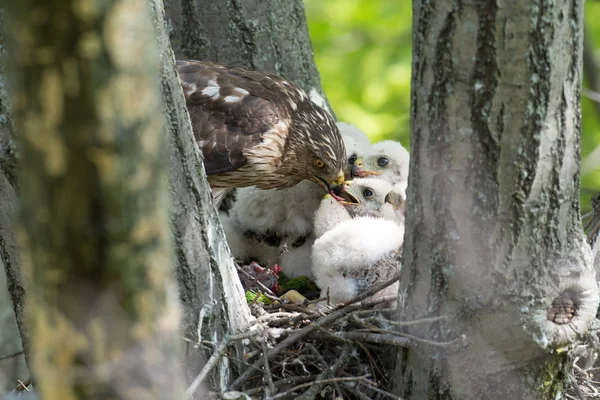 Cooper-s hawk krmení mláďat — Stock fotografie