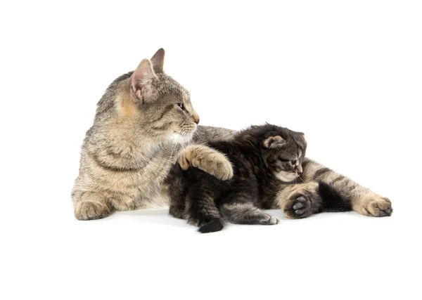 Жіночий таббі кіт і кошеня — стокове фото