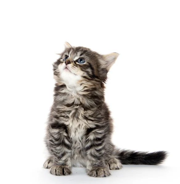 Schattig tabby kitten op witte achtergrond — Stockfoto